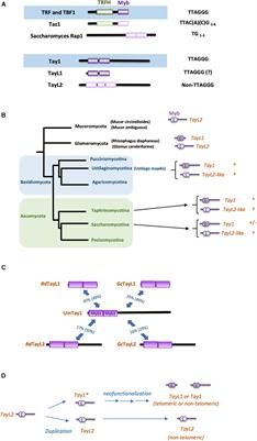 Duplex Telomere-Binding Proteins in Fungi With Canonical Telomere Repeats: New Lessons in the Rapid Evolution of Telomere Proteins